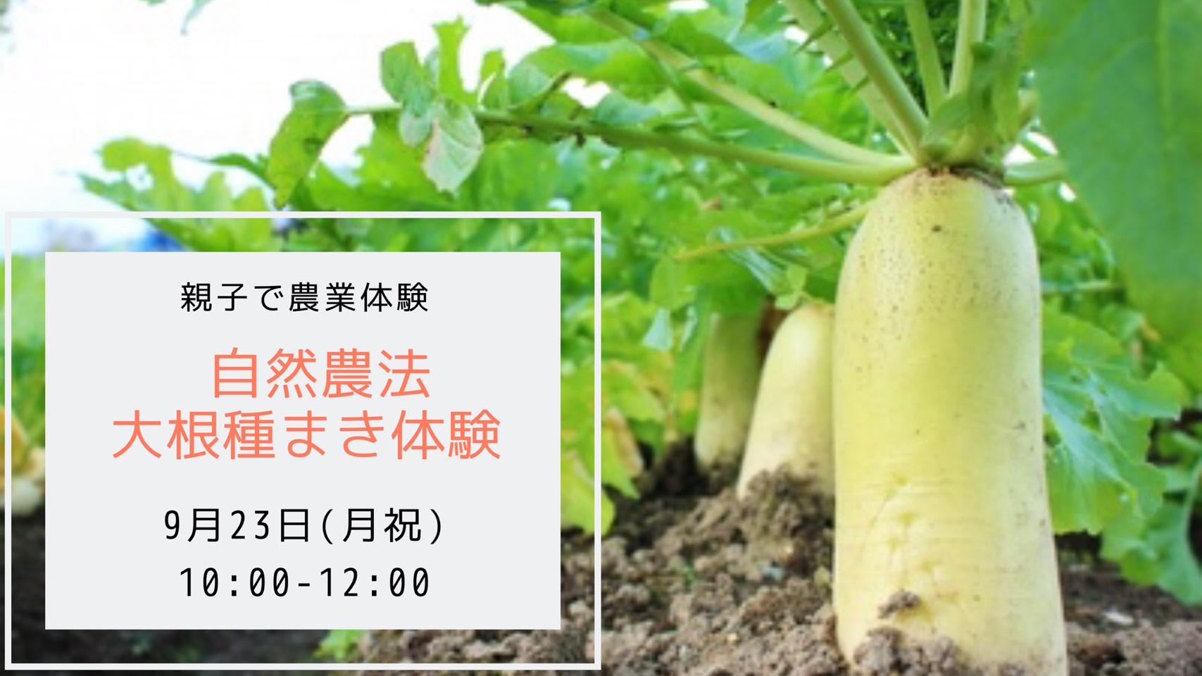 台風の影響により中止となります ９月２３日 月祝 自然農法 親子で大根種まき体験 12月は収穫祭 Tottori Mama S